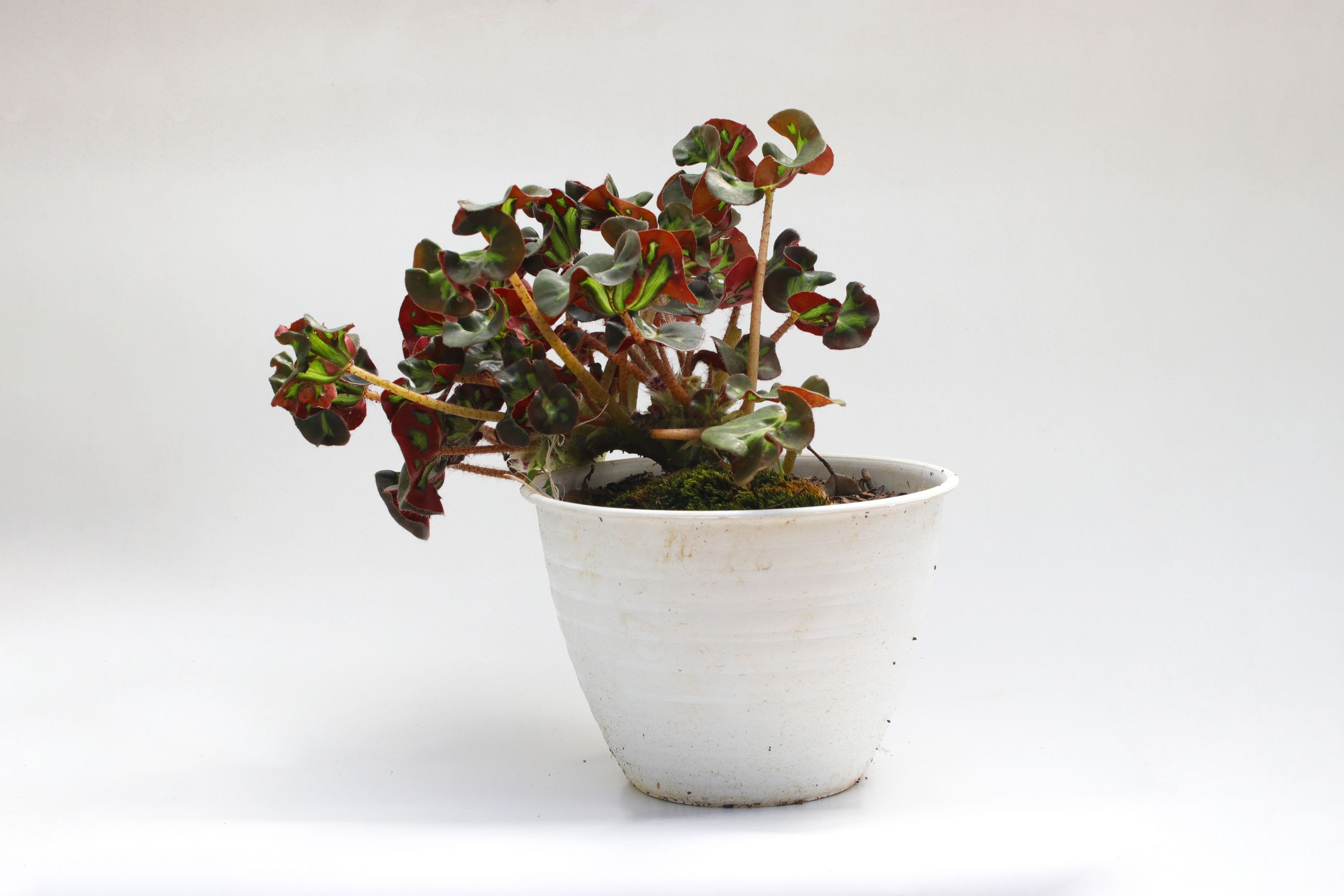 begonia ceara