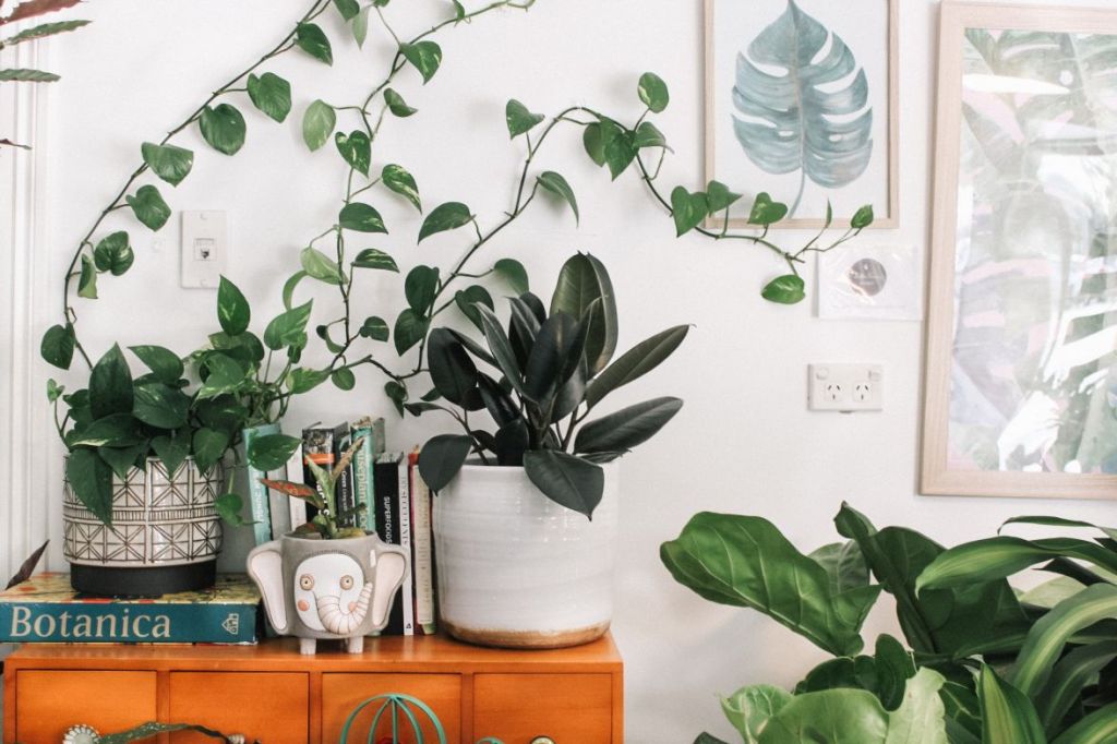 plante de apartament