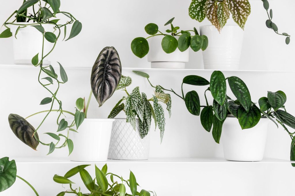 plante care nu au nevoie de lumina