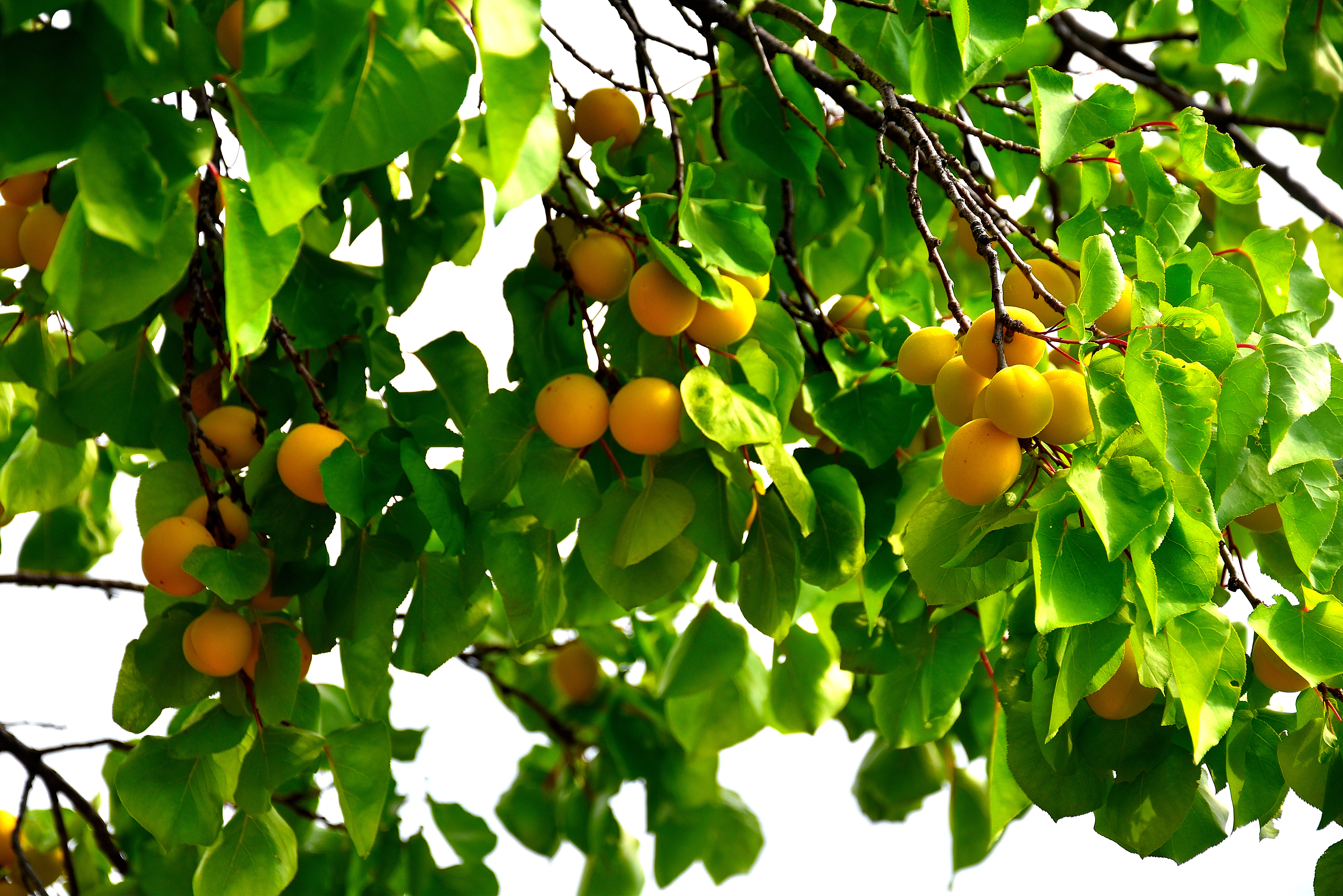 liovada mixta pomi fructiferi caise