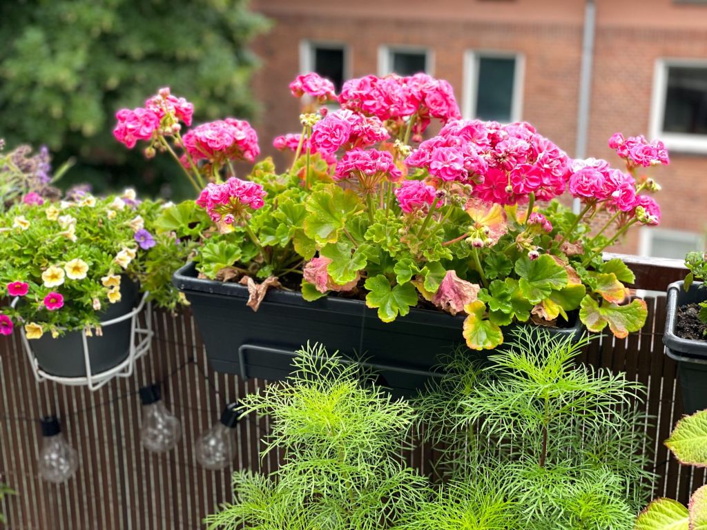 cand se scot muscatele afara pe balcon