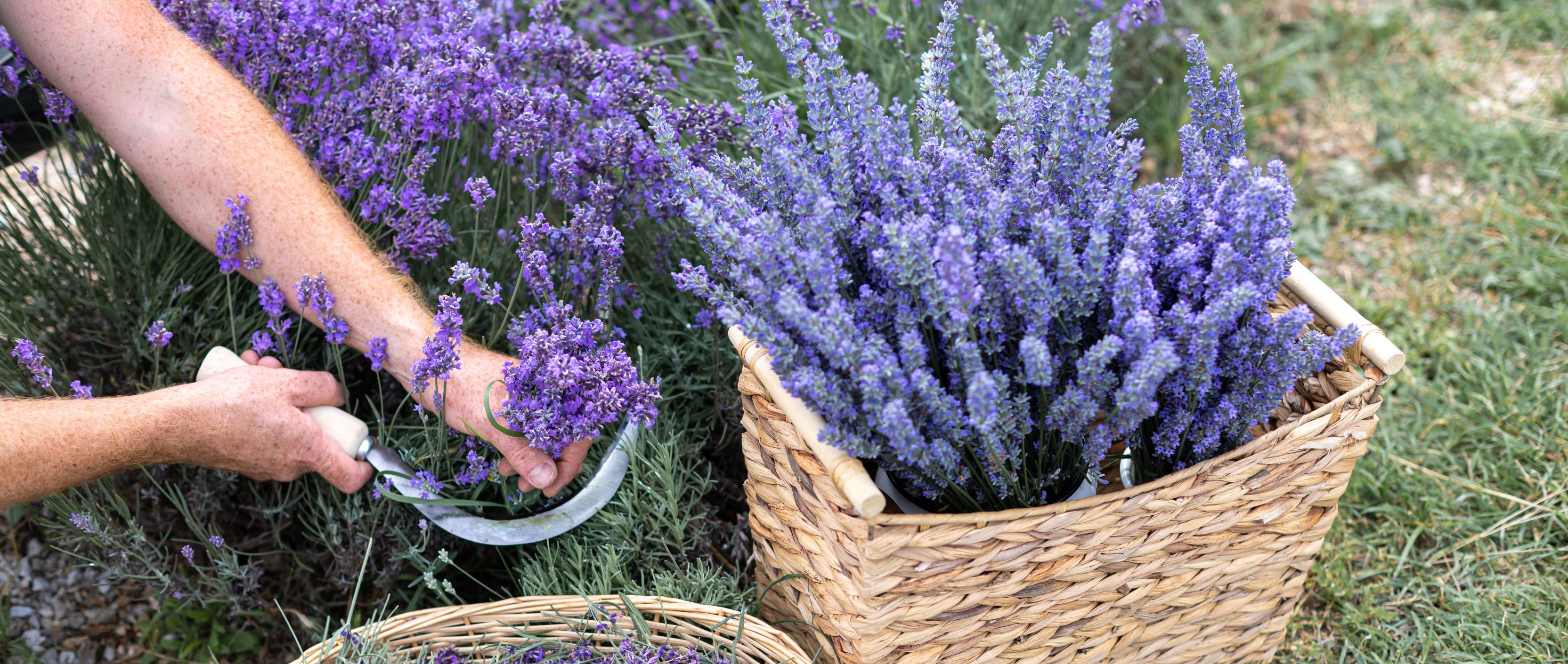 cand se culege lavanda