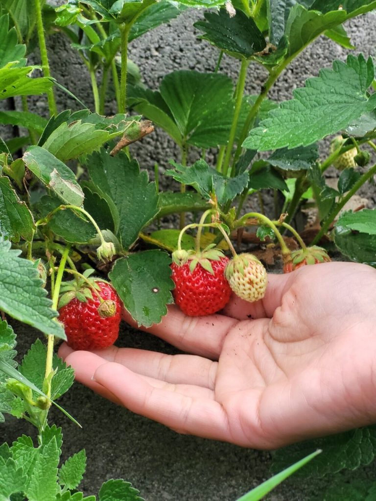Cei doi au o curte mare, propria grădină și livadă, unde munca pare că „nu se mai termină”