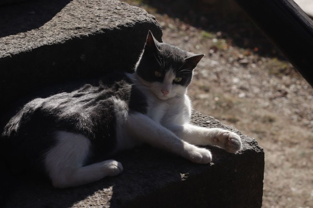 Cei doi au o curte mare, propria grădină și livadă, unde munca pare că „nu se mai termină”