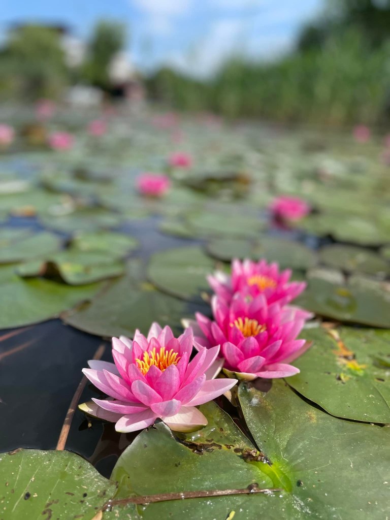 Artha Park