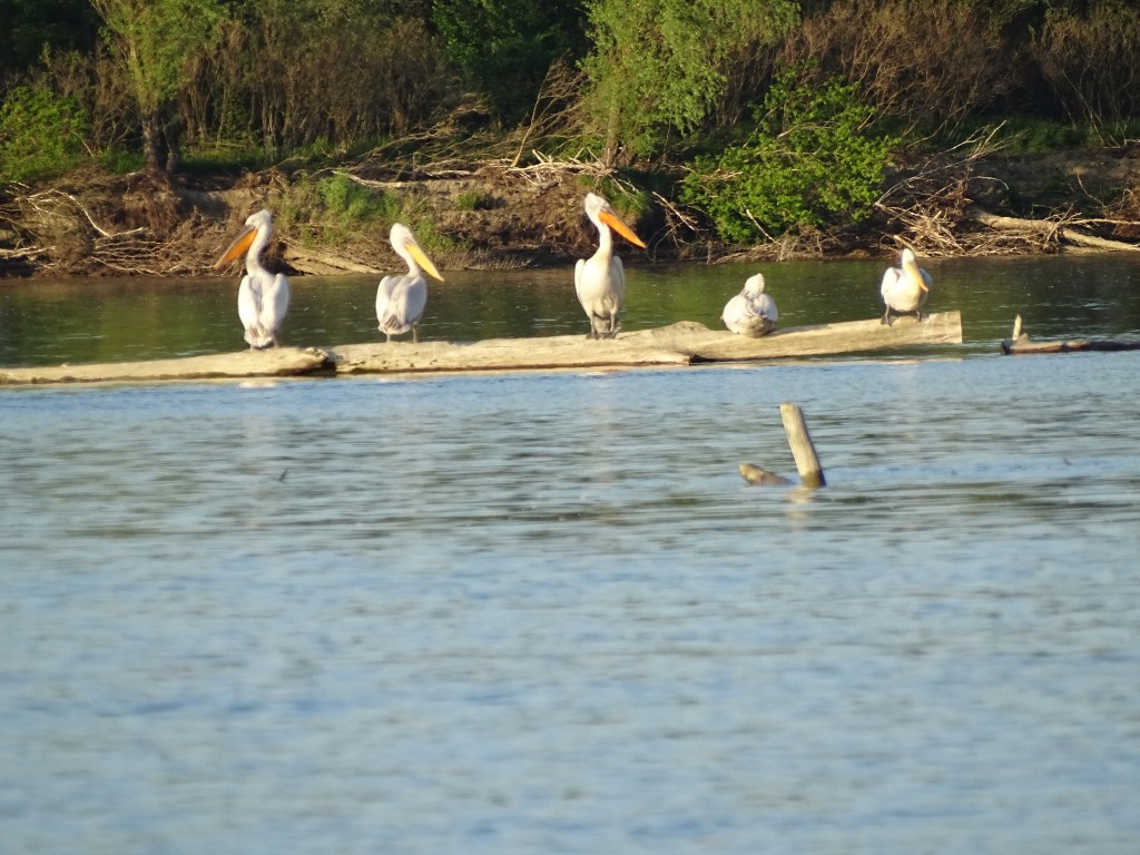 Insula Calnovăț