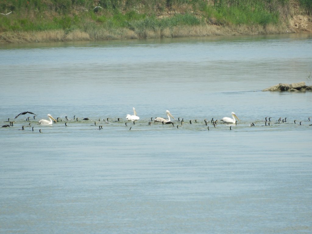 Insula Calnovăț