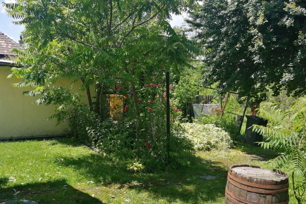 gradina izabelle copsa mica
