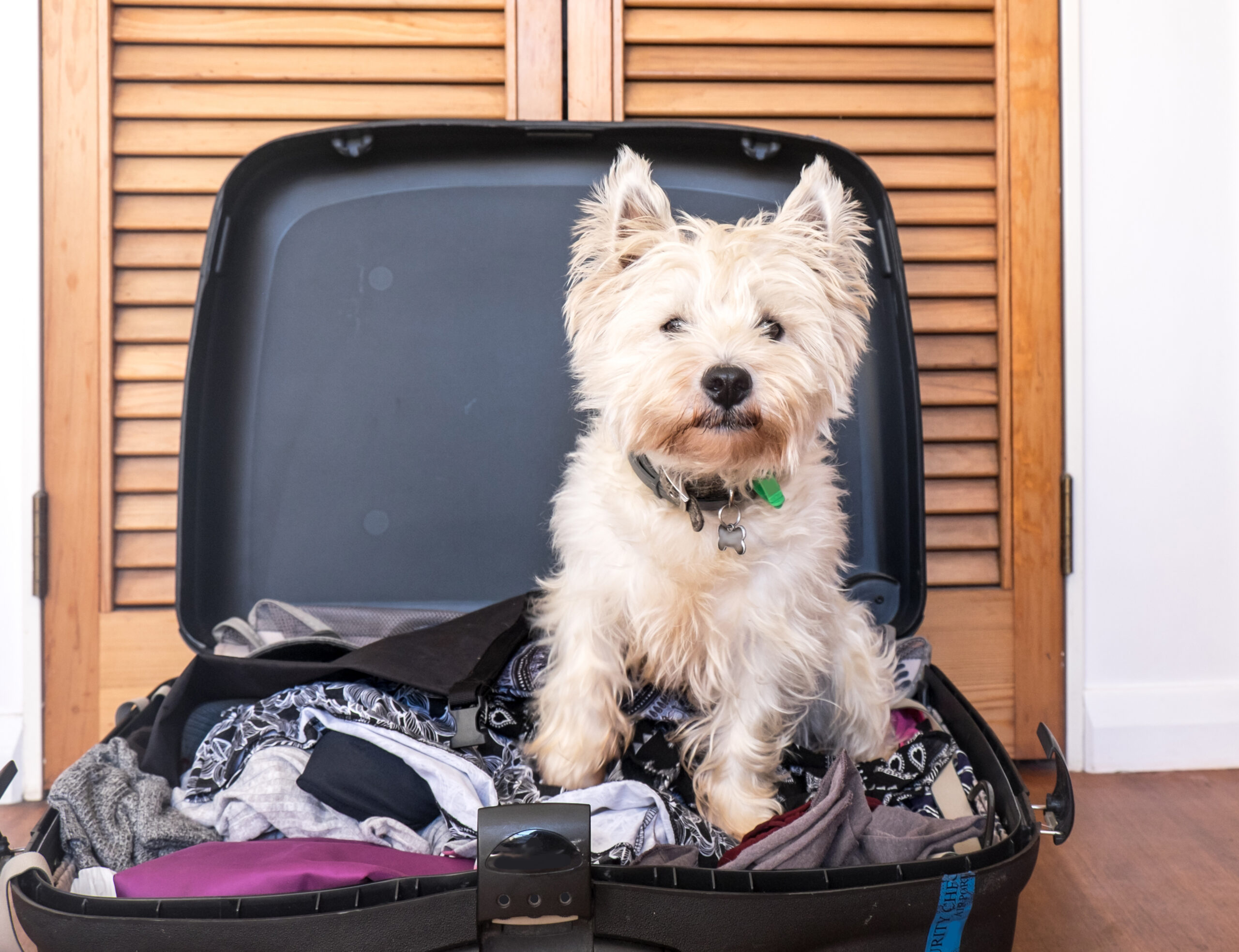 locatii pet friendly mare shutterstock