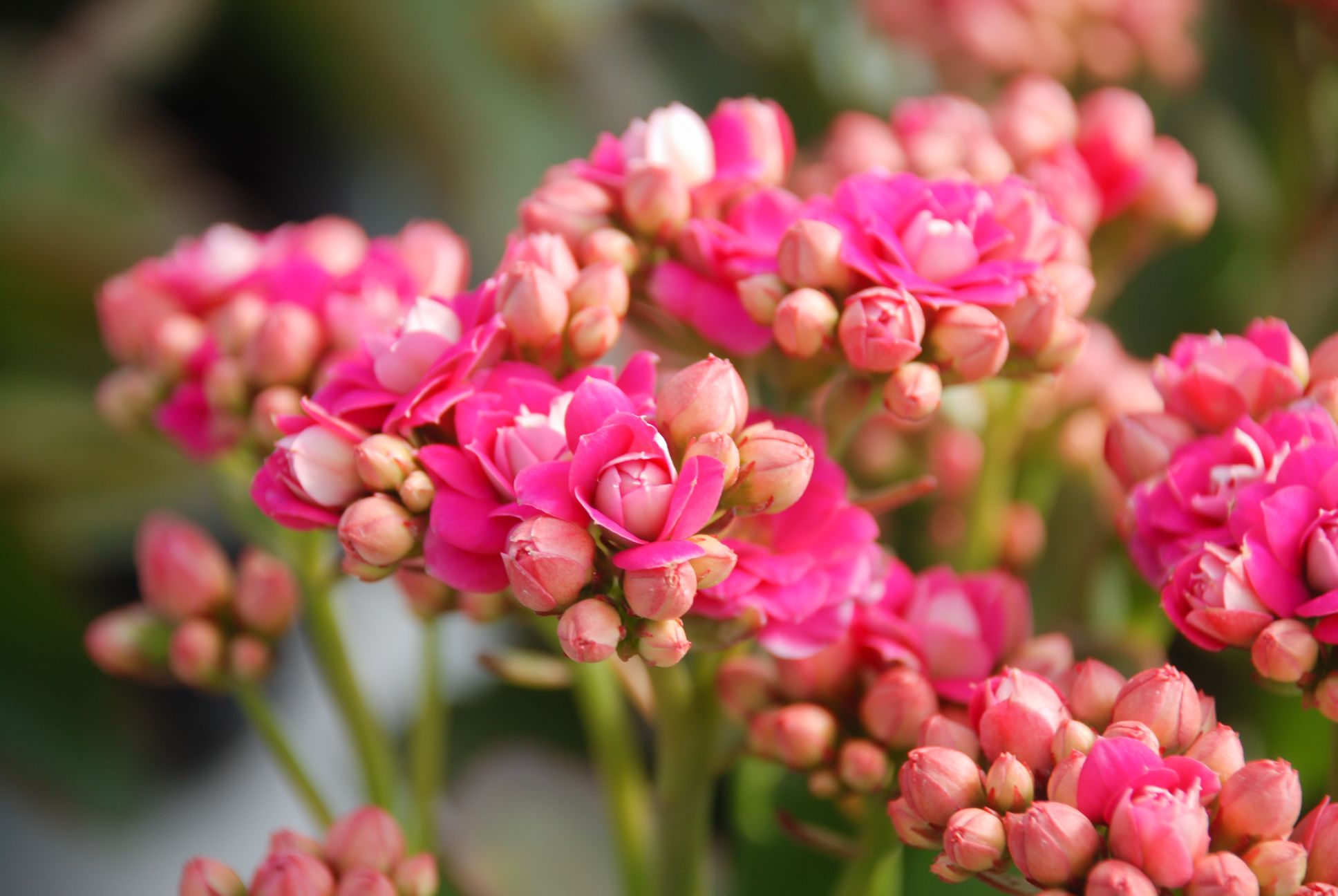 Kalanchoe flori fucsia