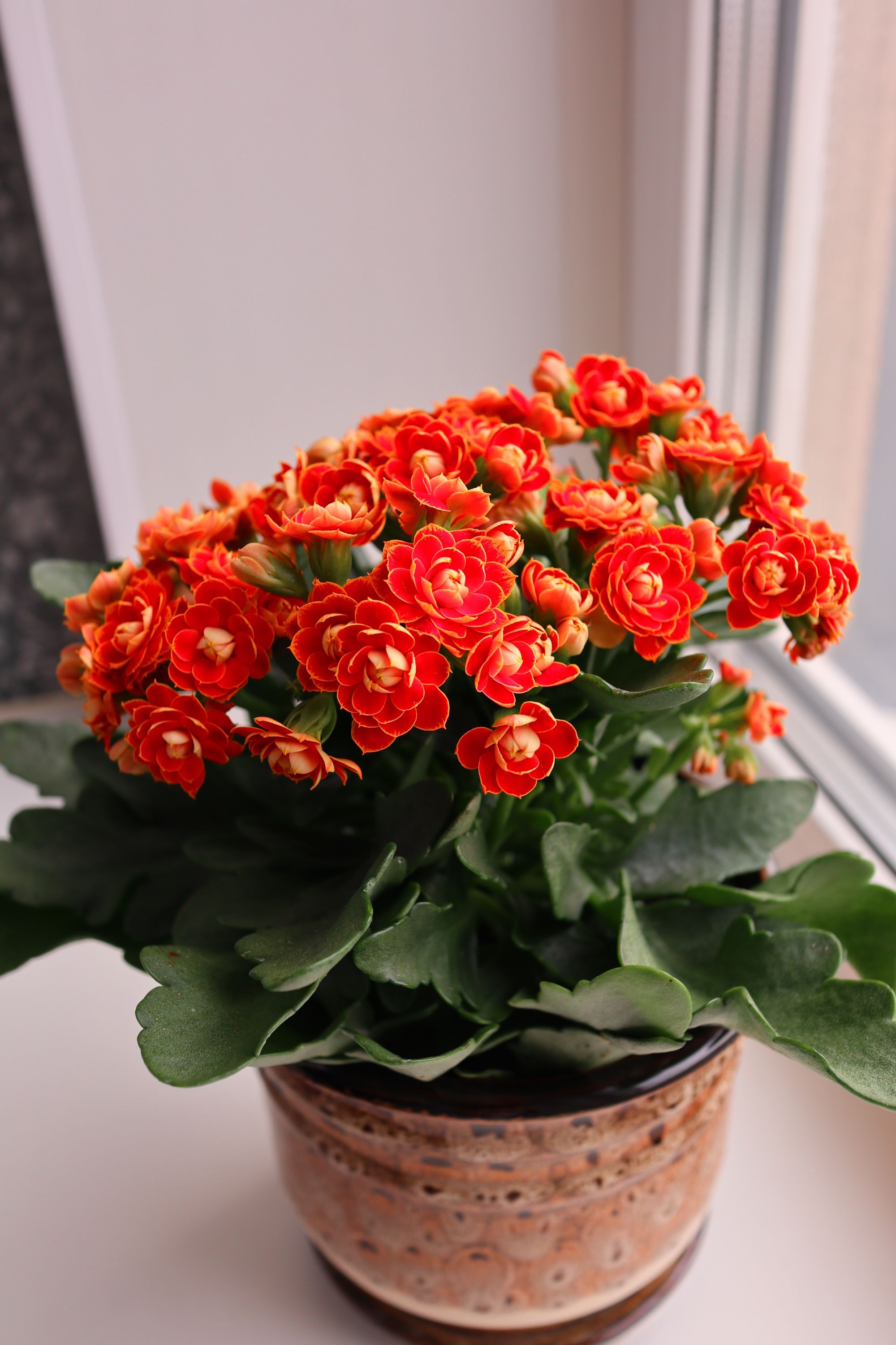 Kalanchoe flori roșii