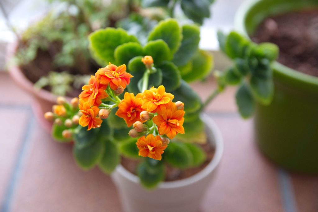 Kalanchoe
