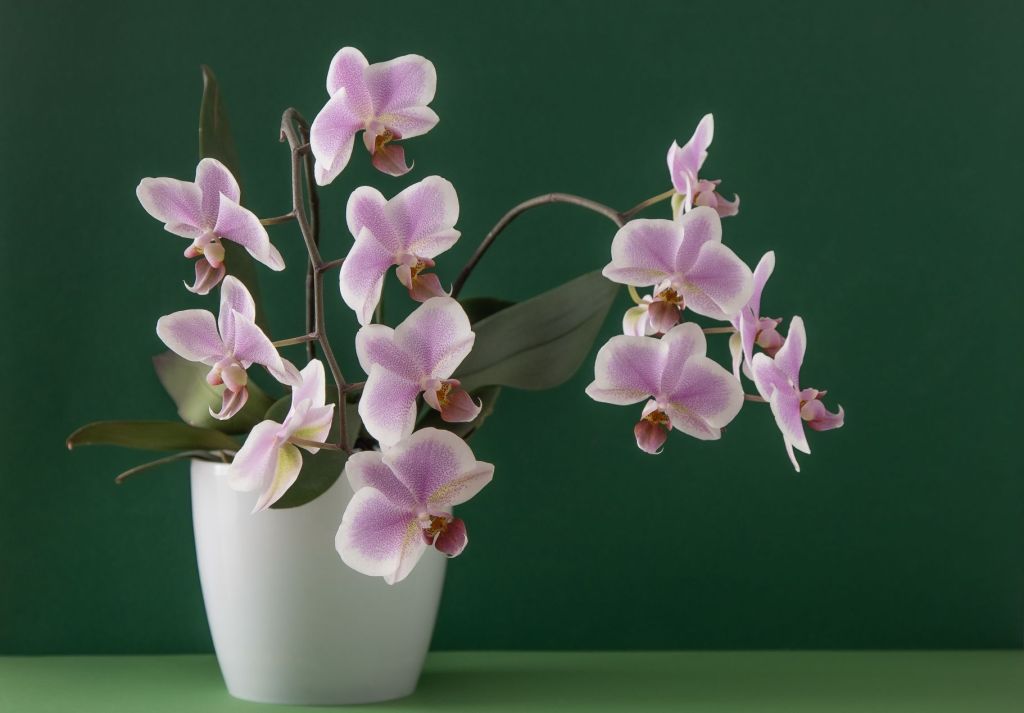 Phalaenopsis