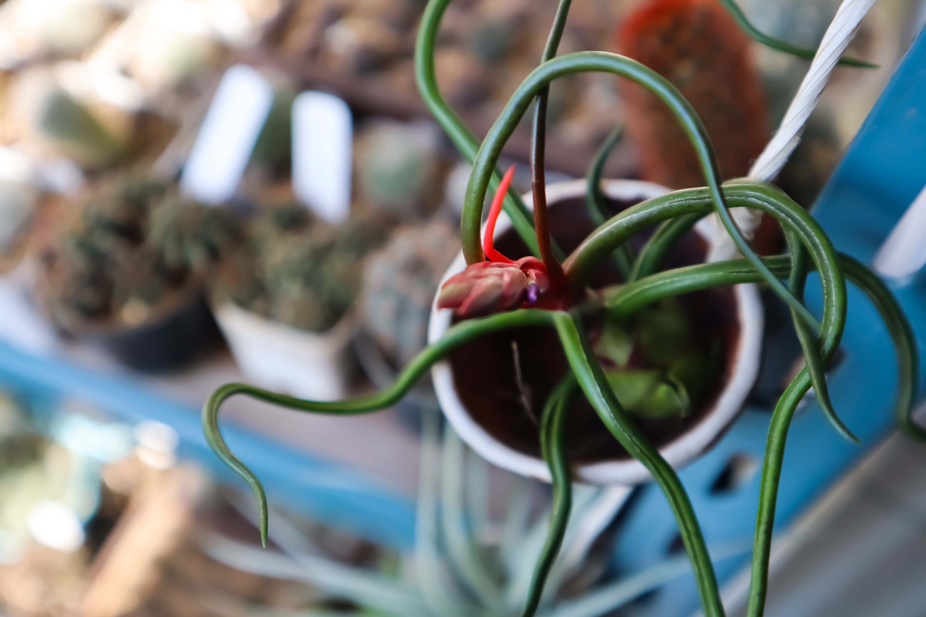 Tillandsia bulbosa