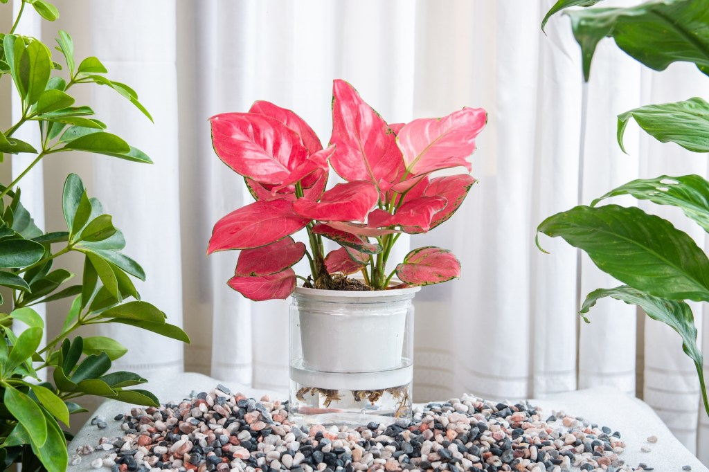 aglaonema