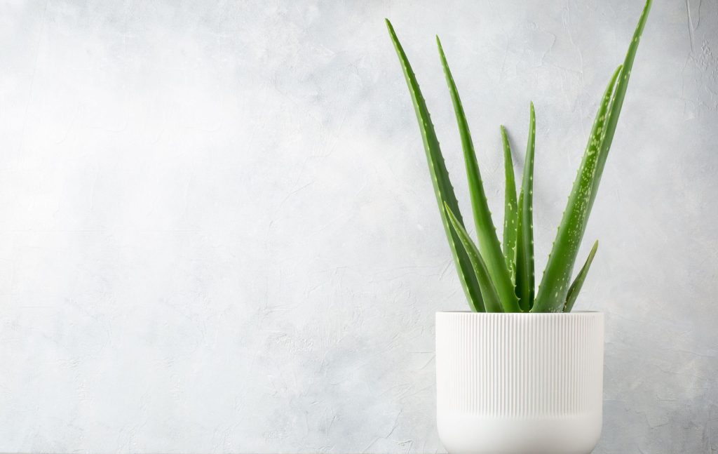 aloe vera ghiveci main