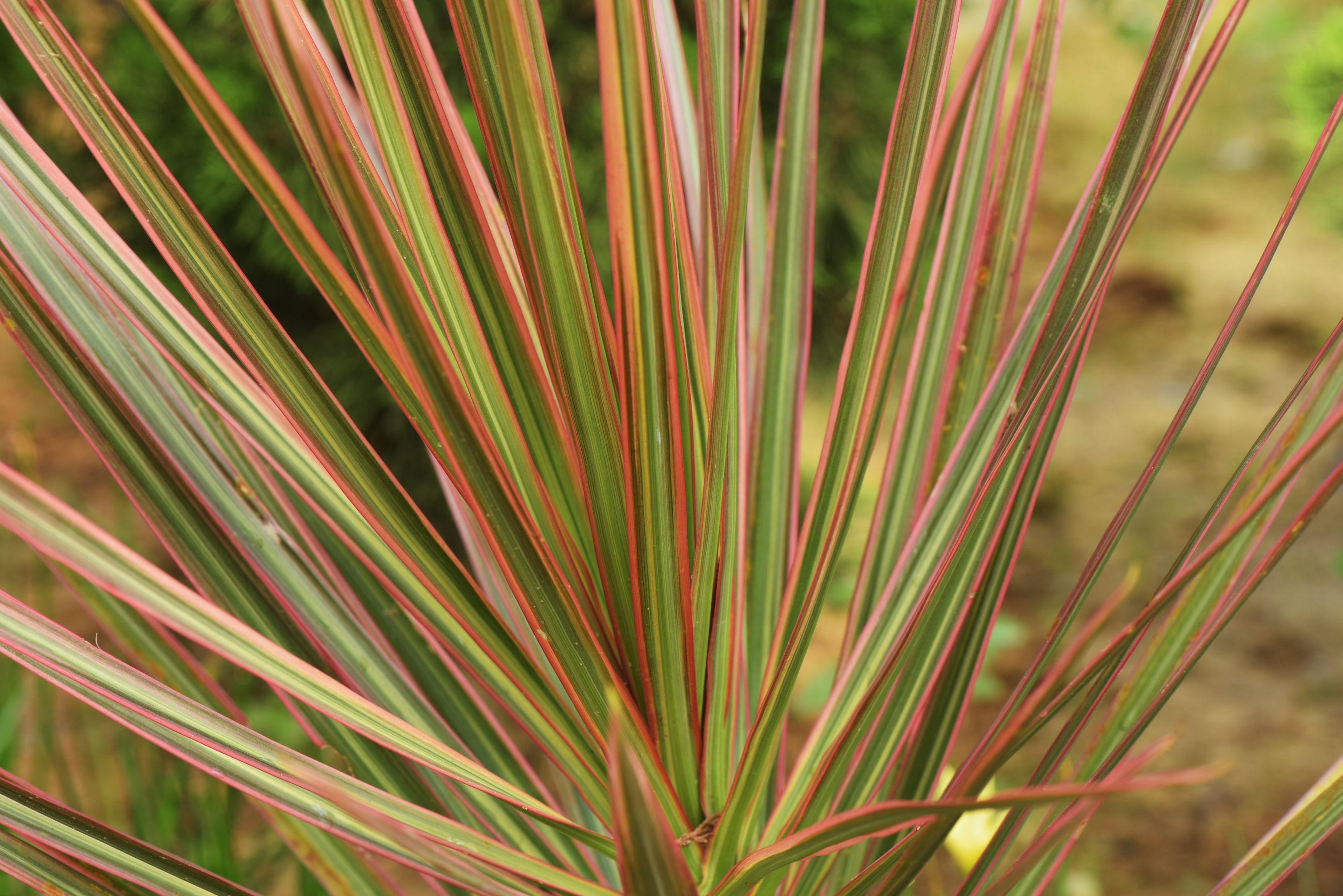 arborele dragonului