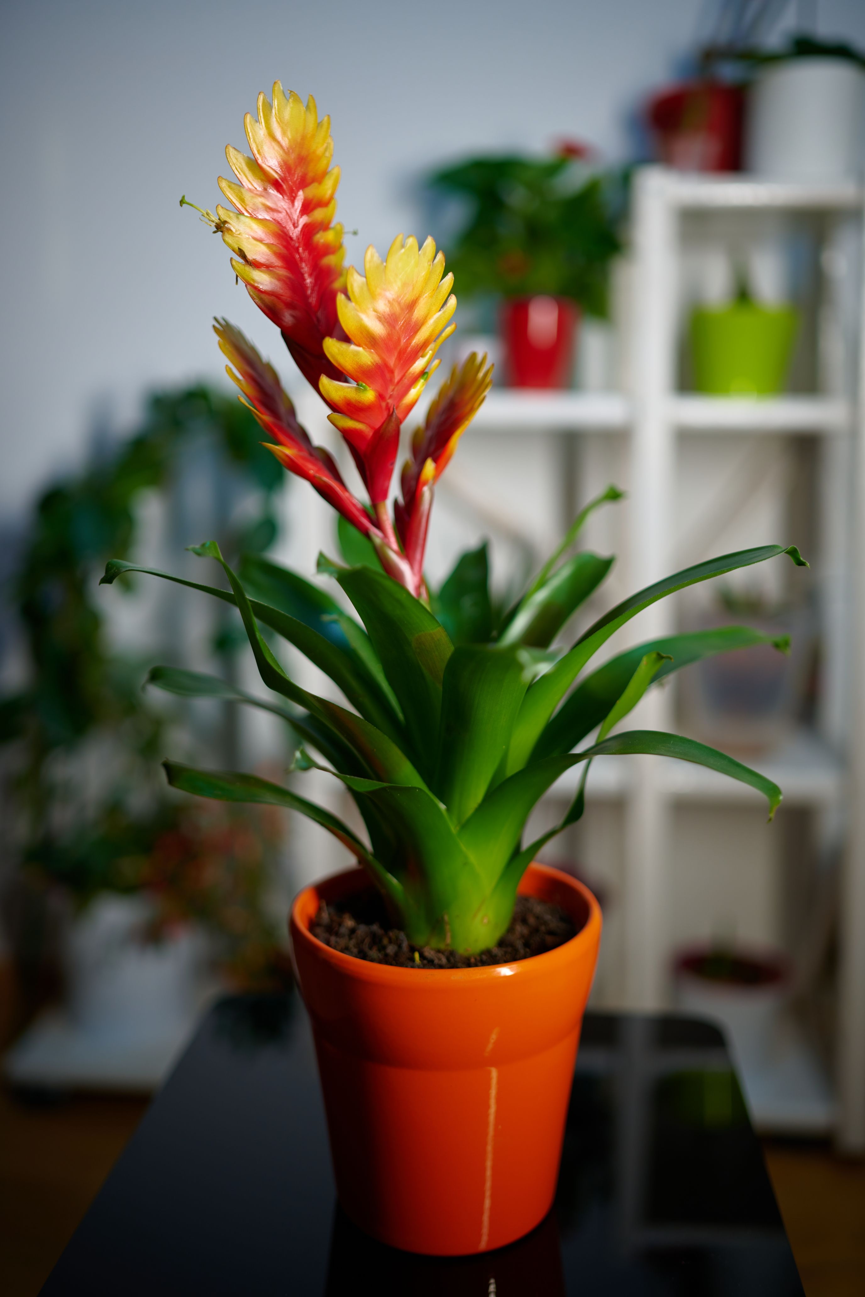 bromelia Vriesea