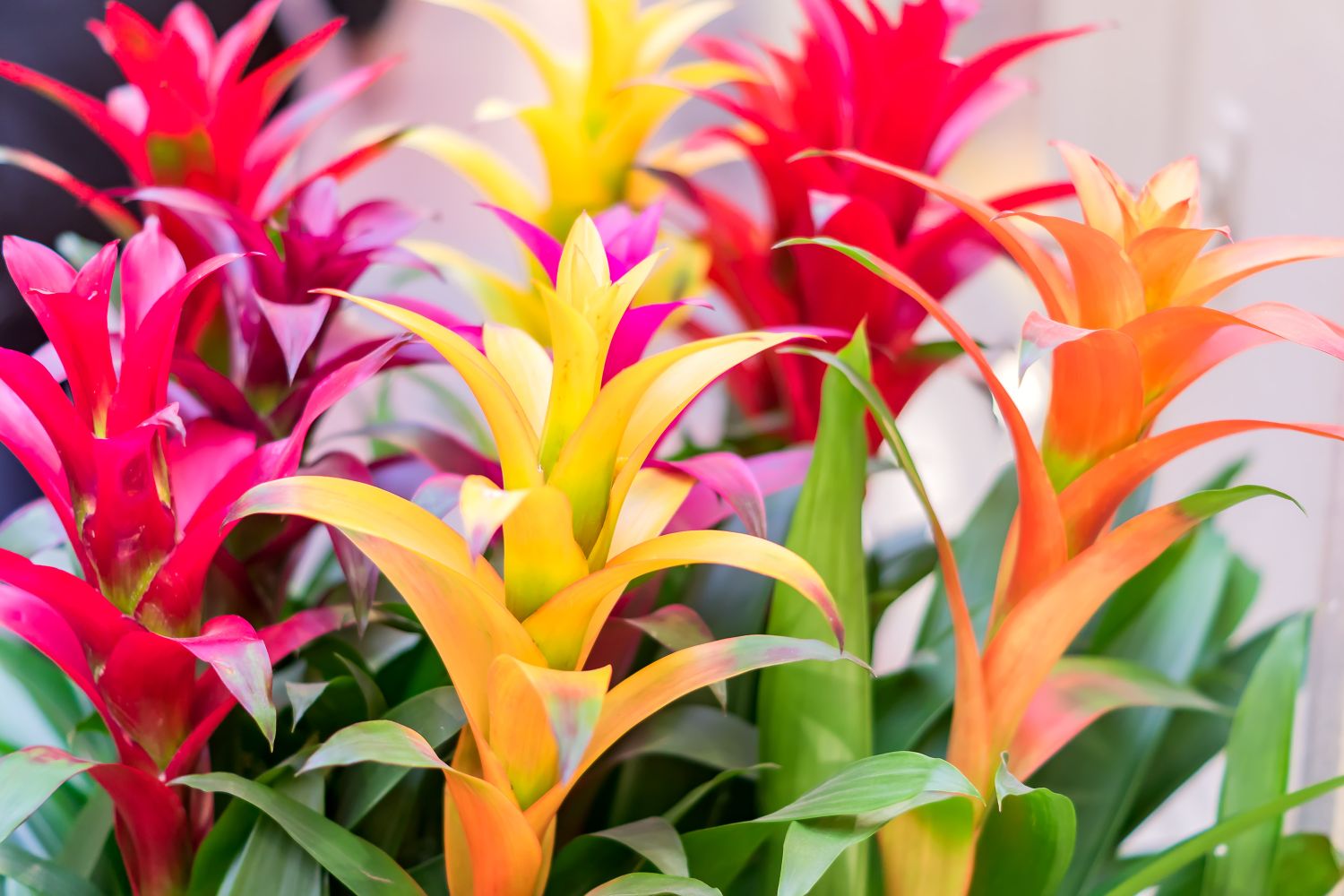 bromelia culori