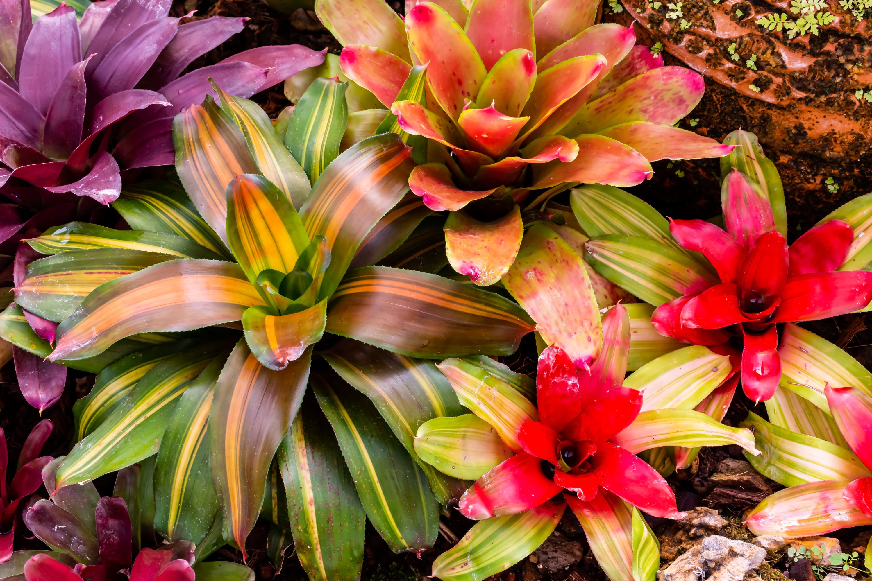 bromelia frunze colorate