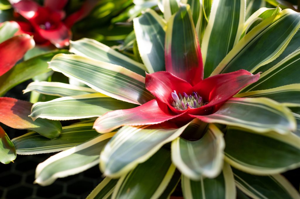Neoregelia Carolinae