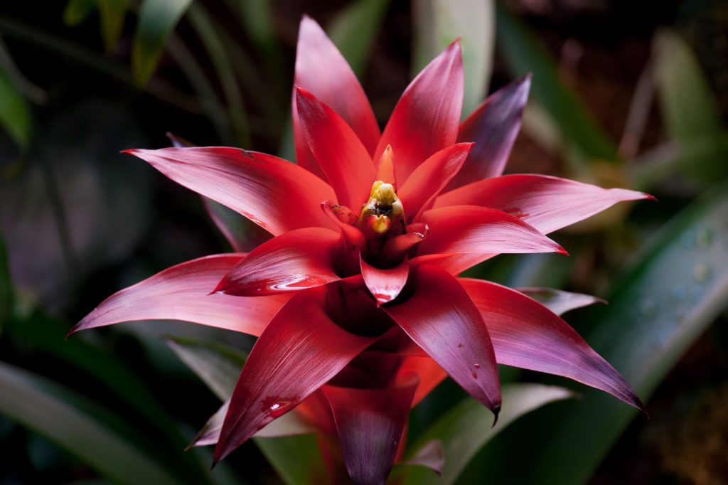 bromelia principal