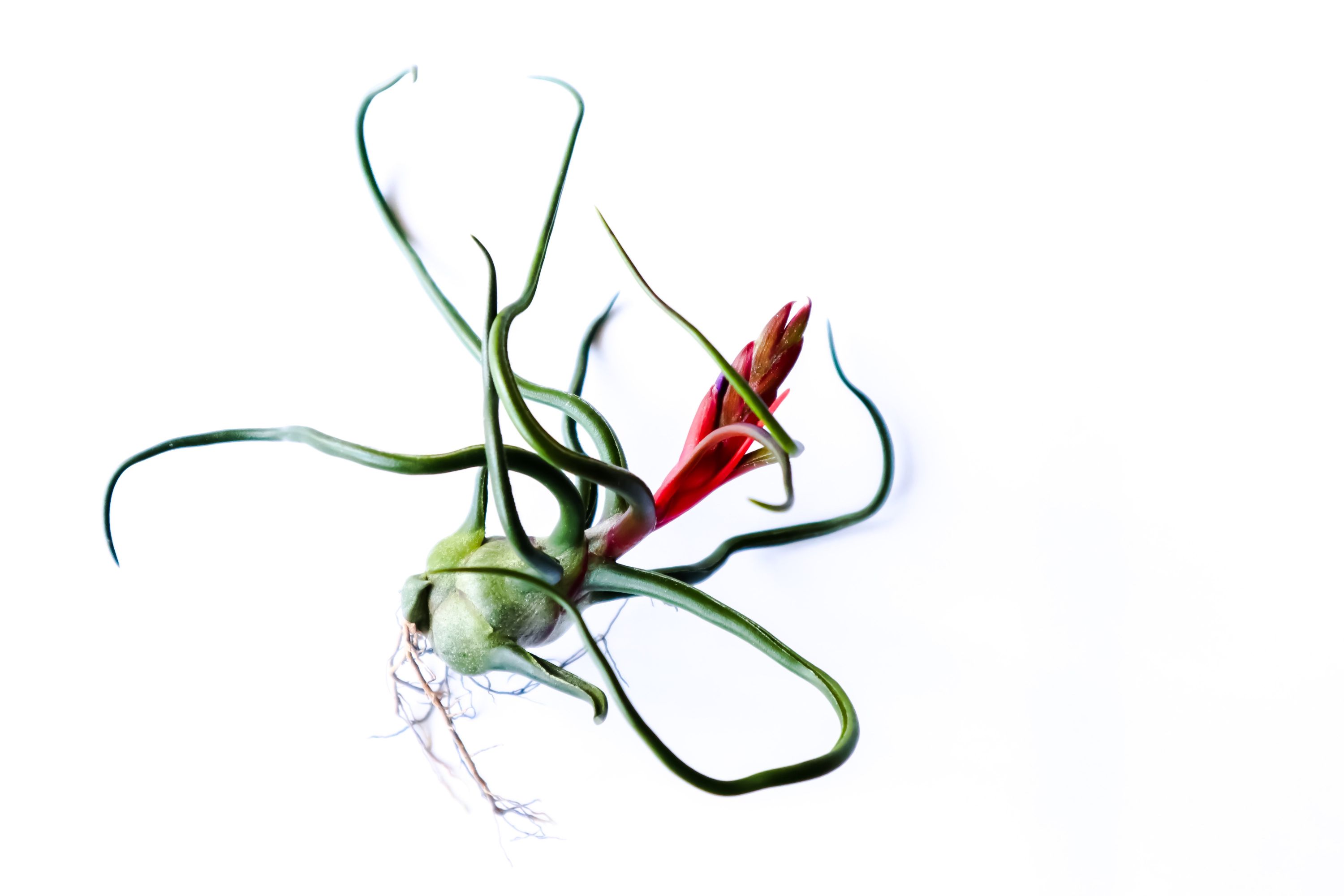 bulbosa