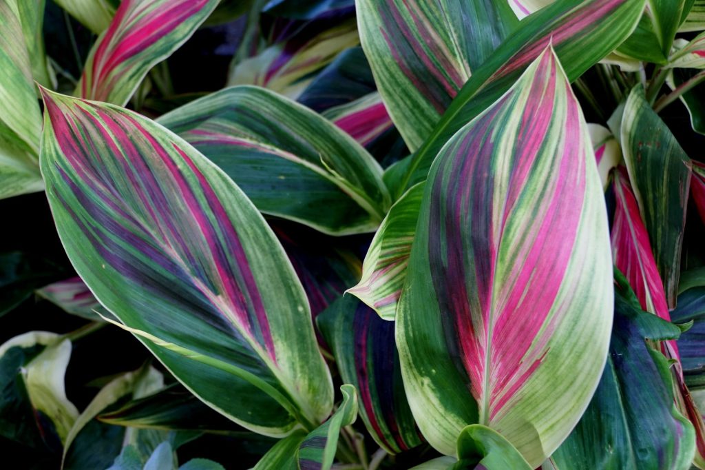 cordyline fruticosa