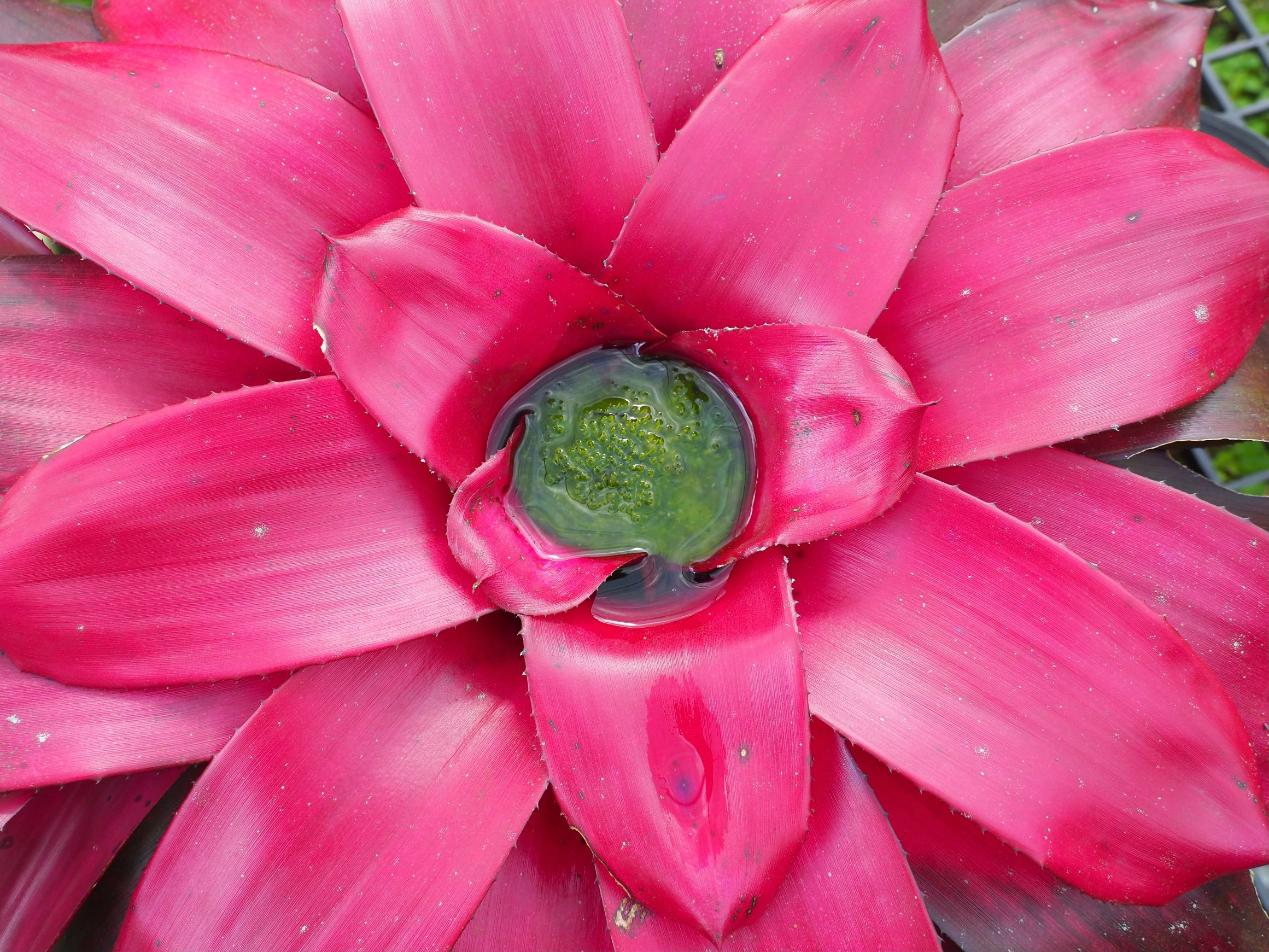 cum se uda bromelia