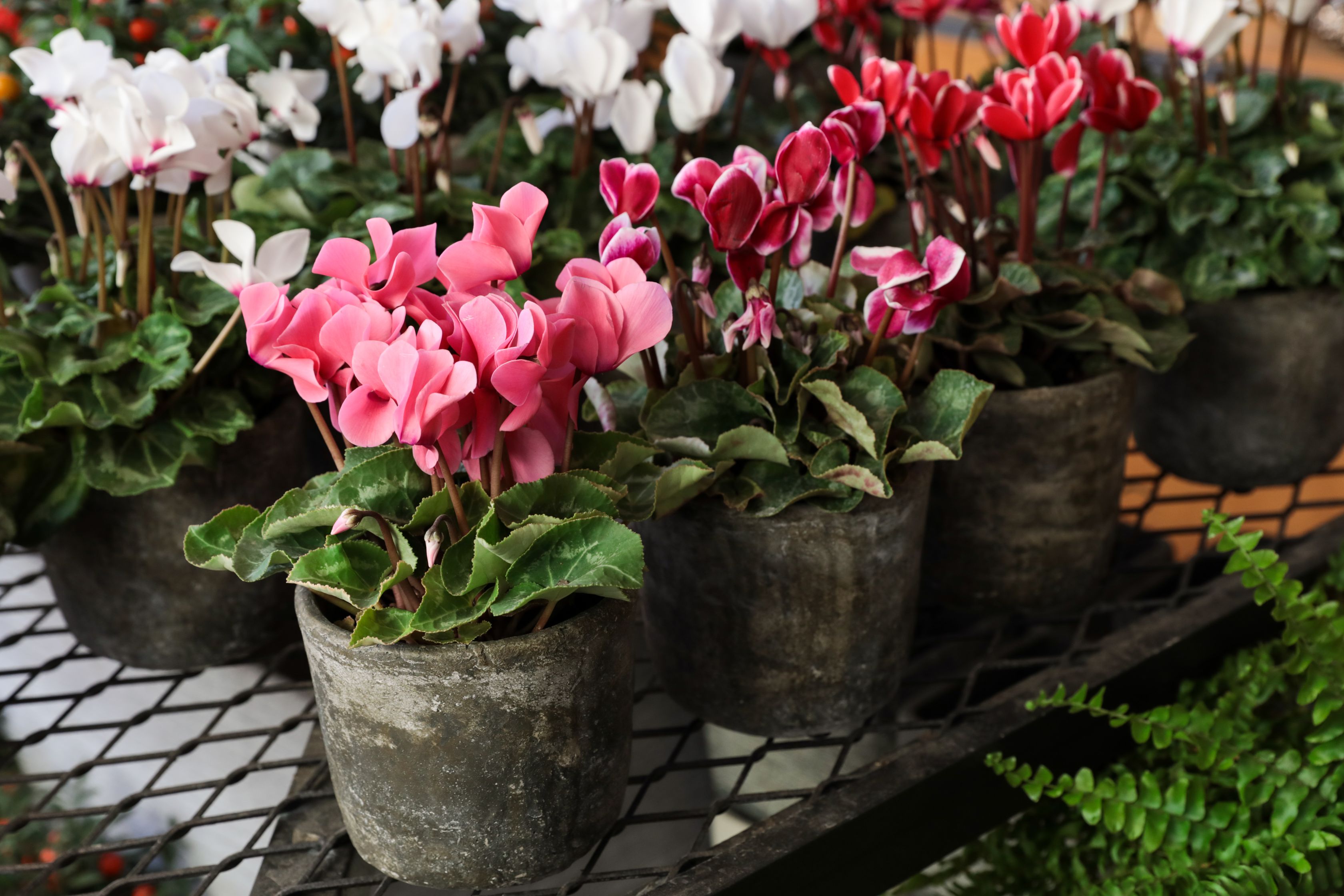 cyclamen supermarket