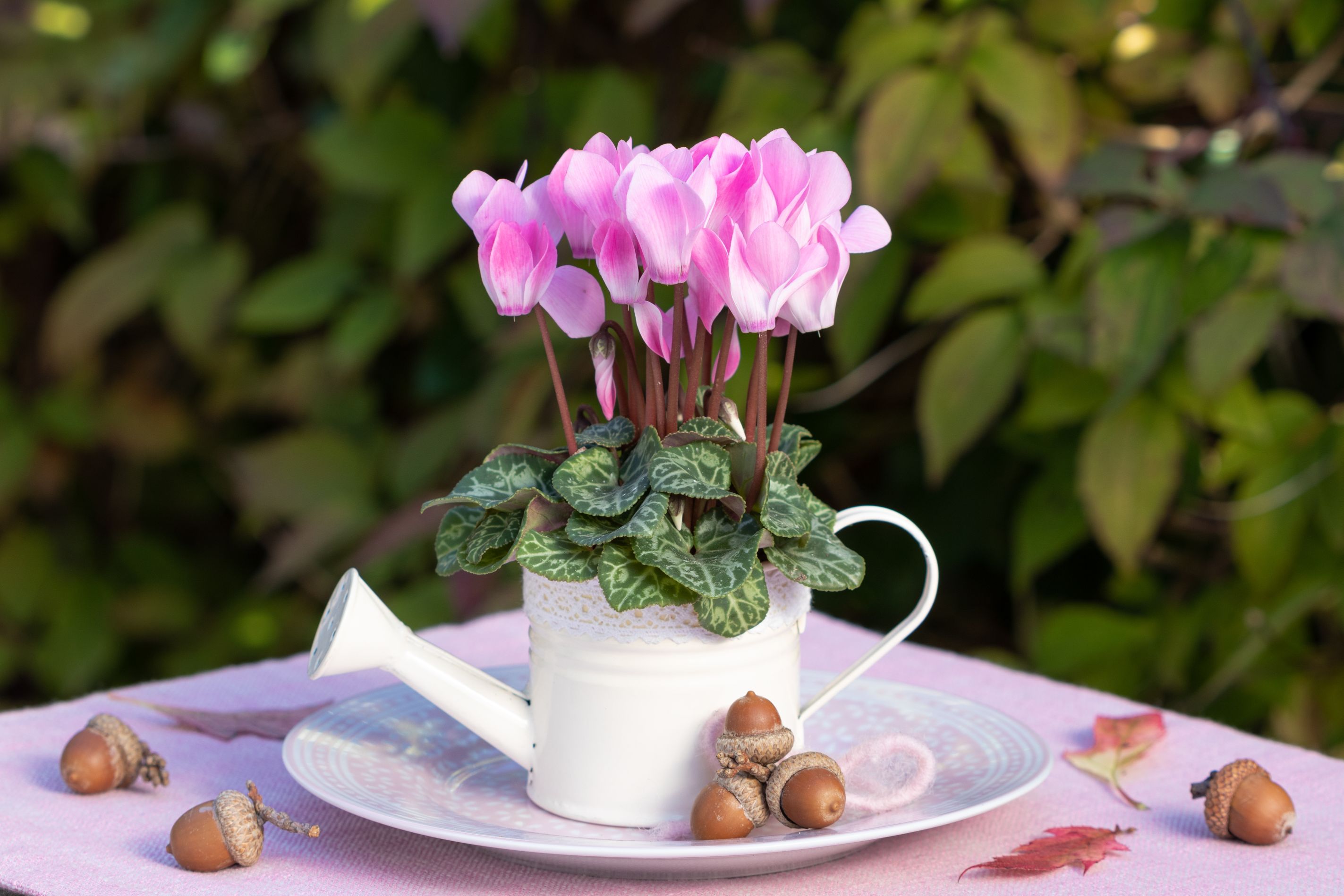 decor cyclamen