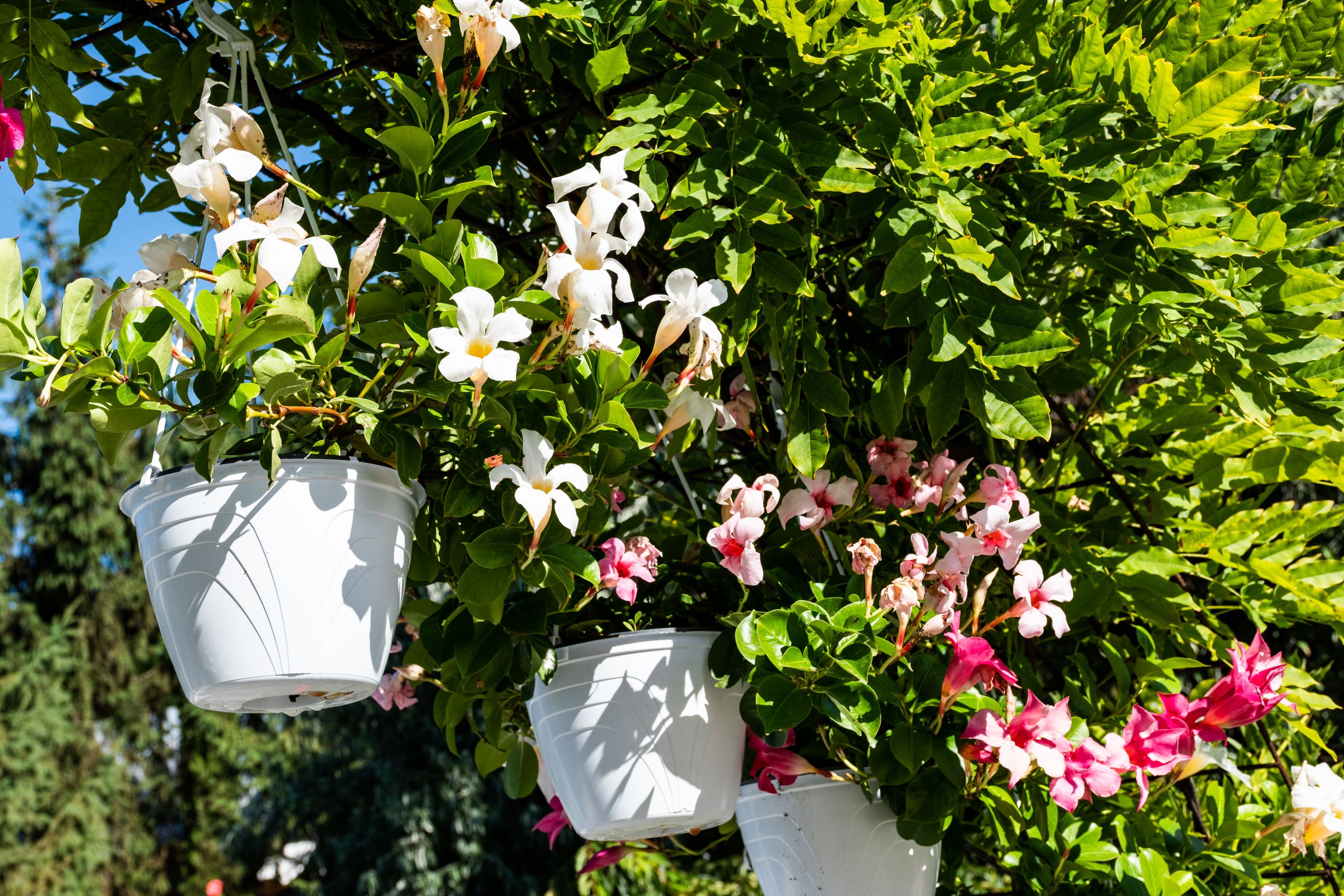 dipladenia agatatoare