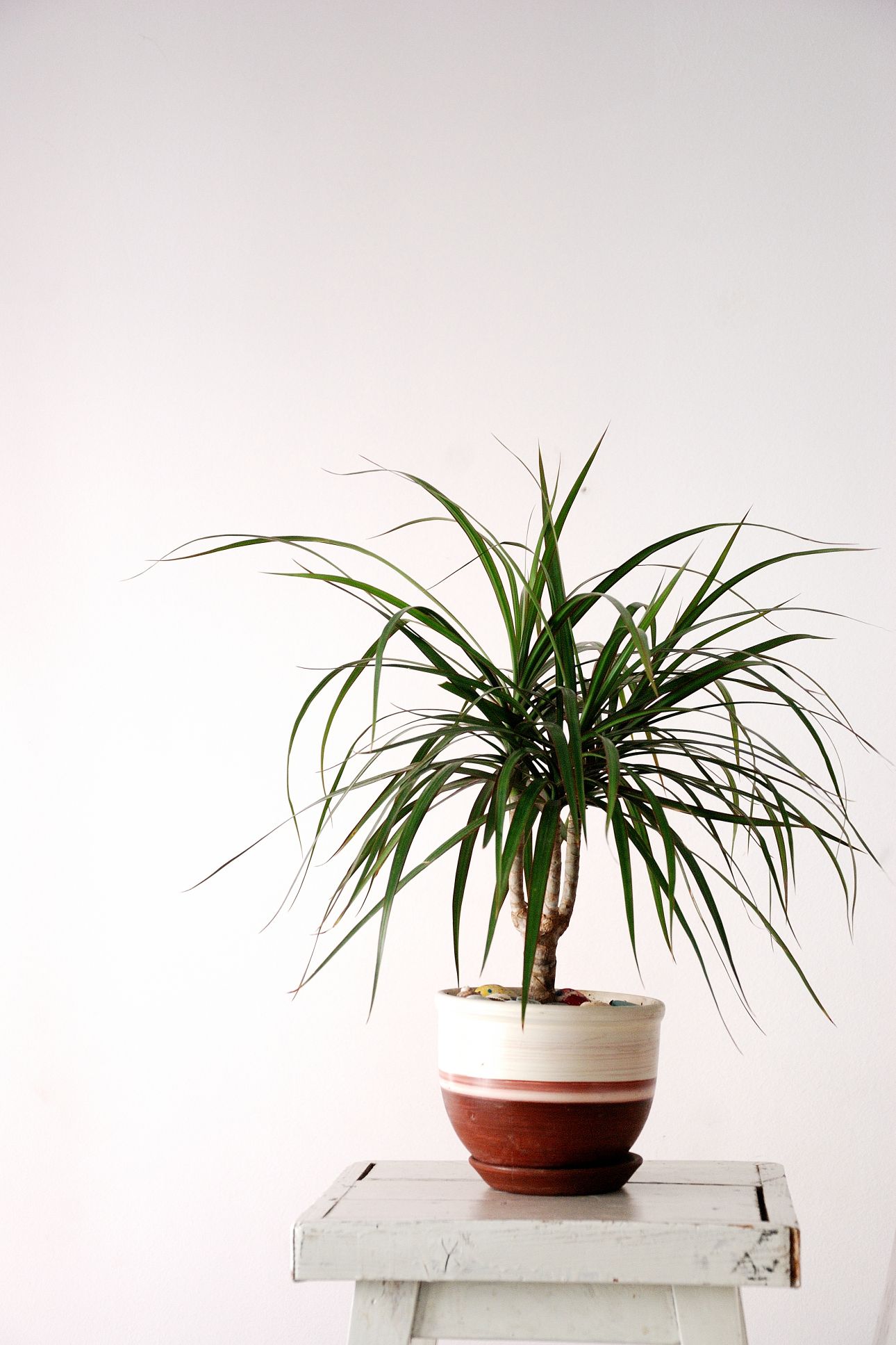 dracaena marginata ghieci