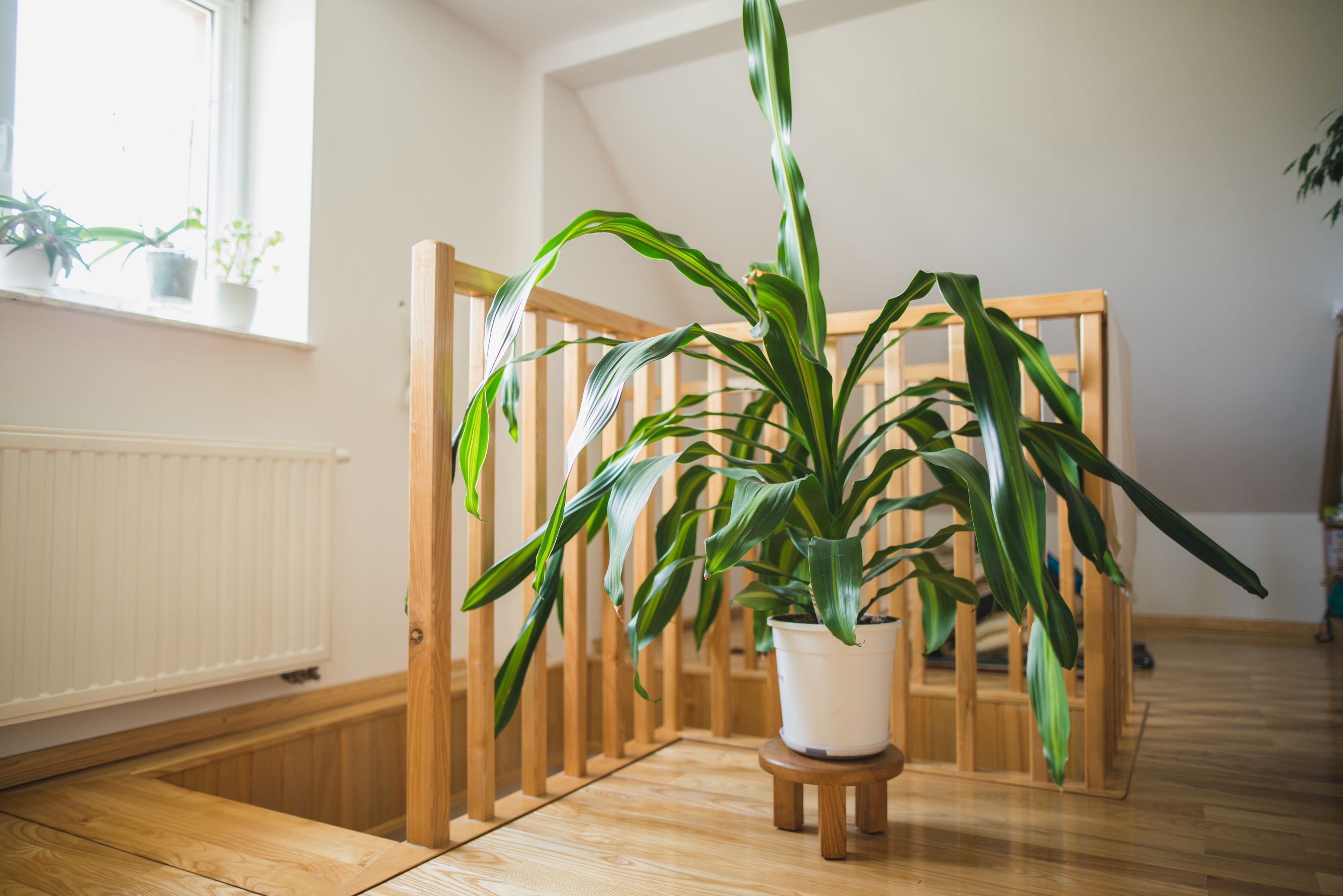 dracena trunchiul fericirii
