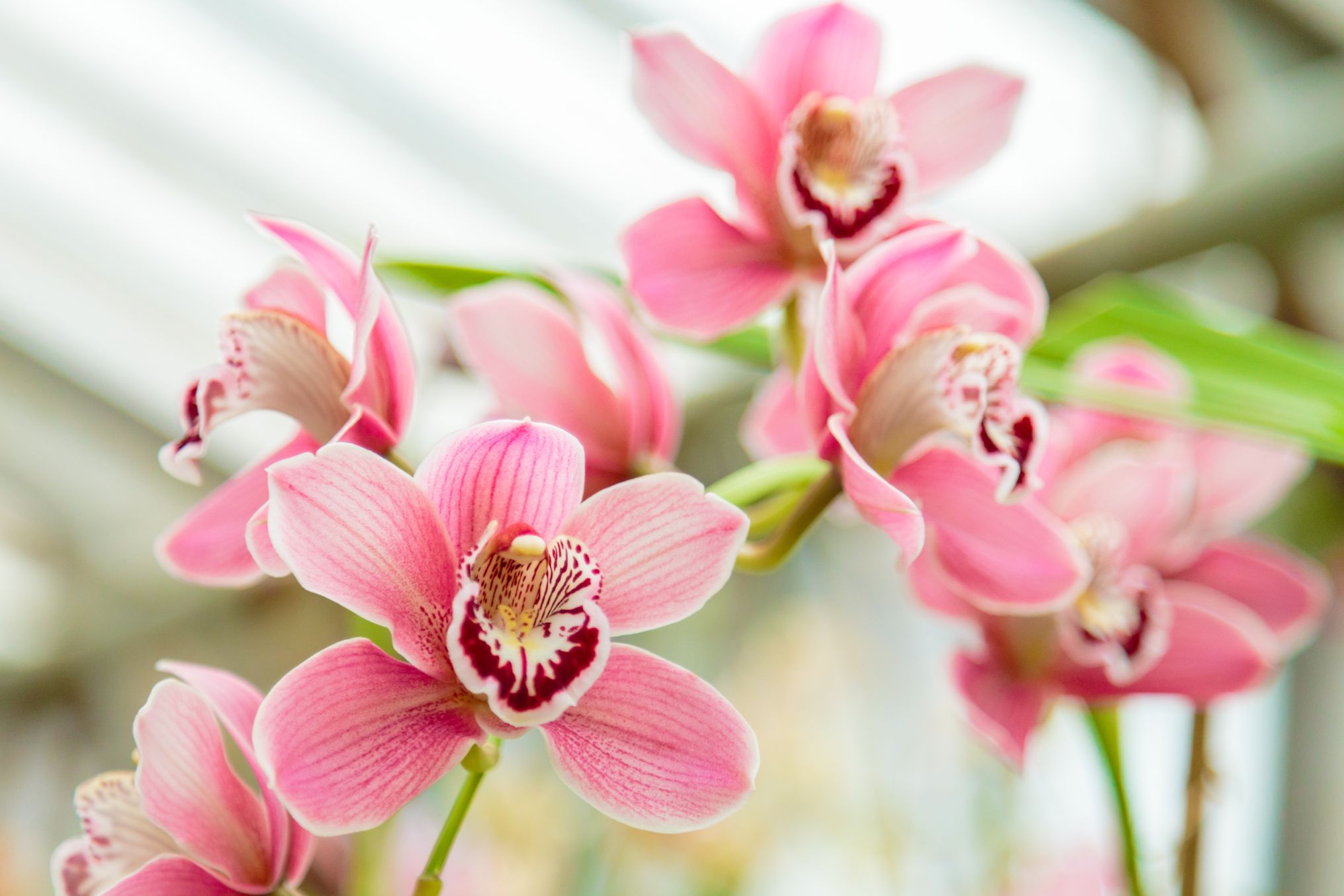 flori Phalaenopsis