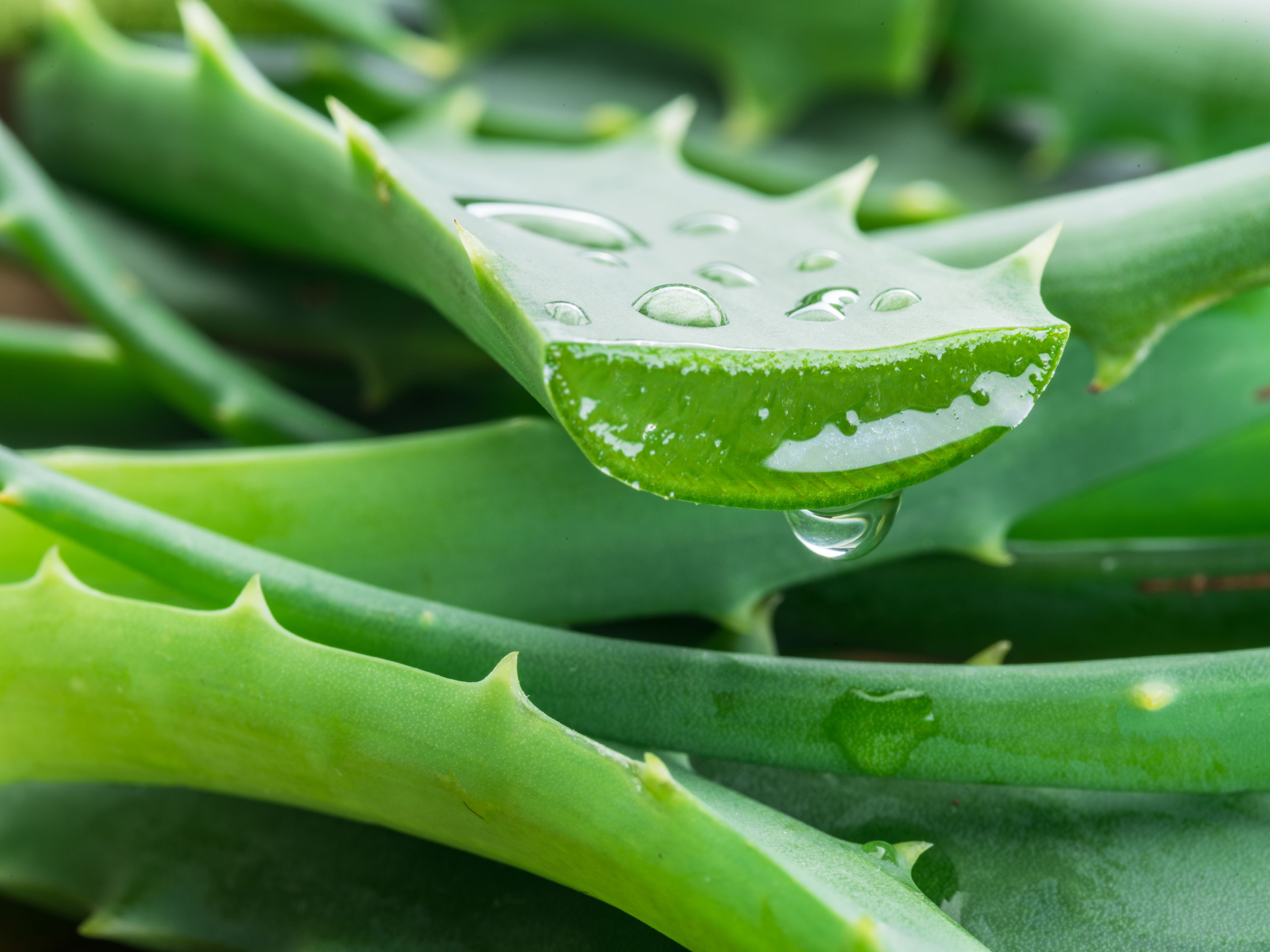 gel aloe vera