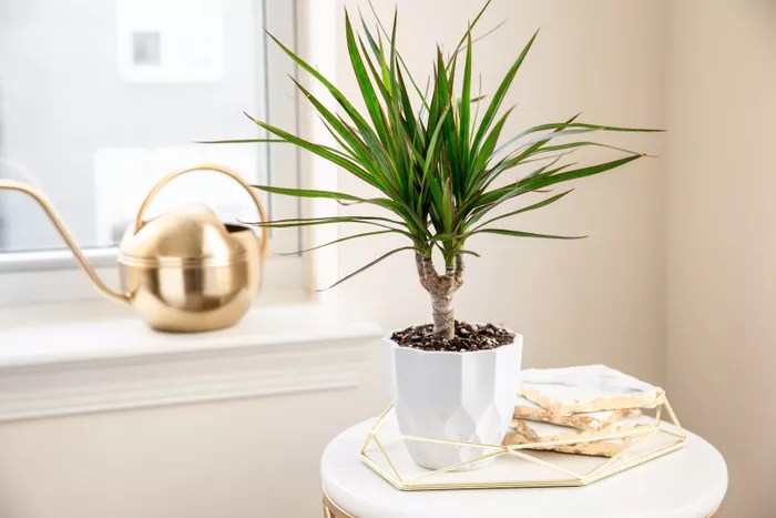 dracaena draco the spruce