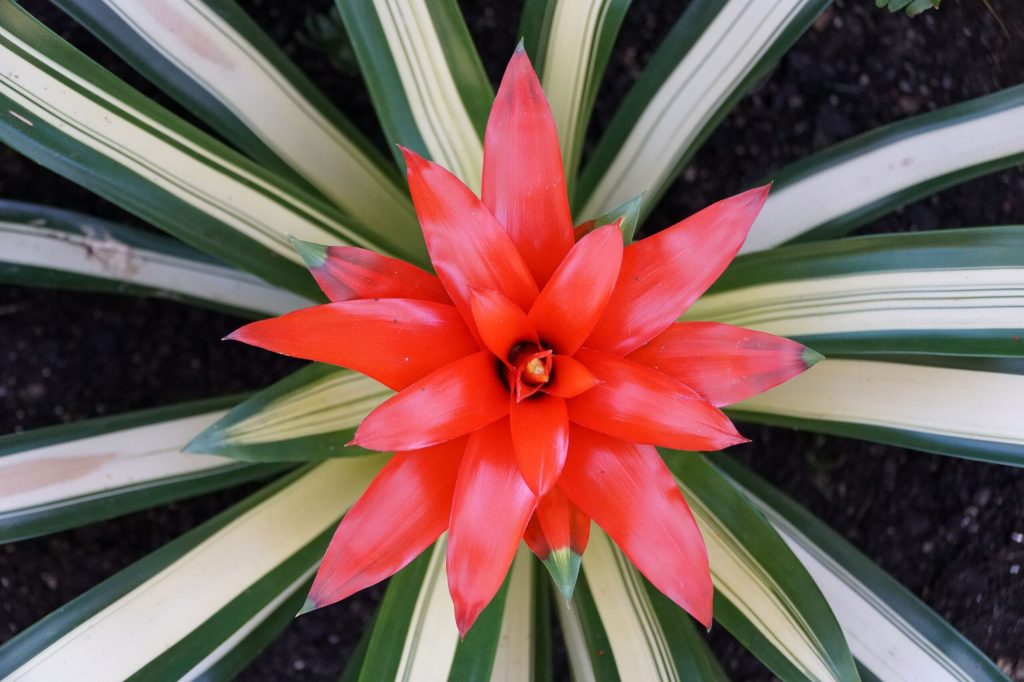 guzmania