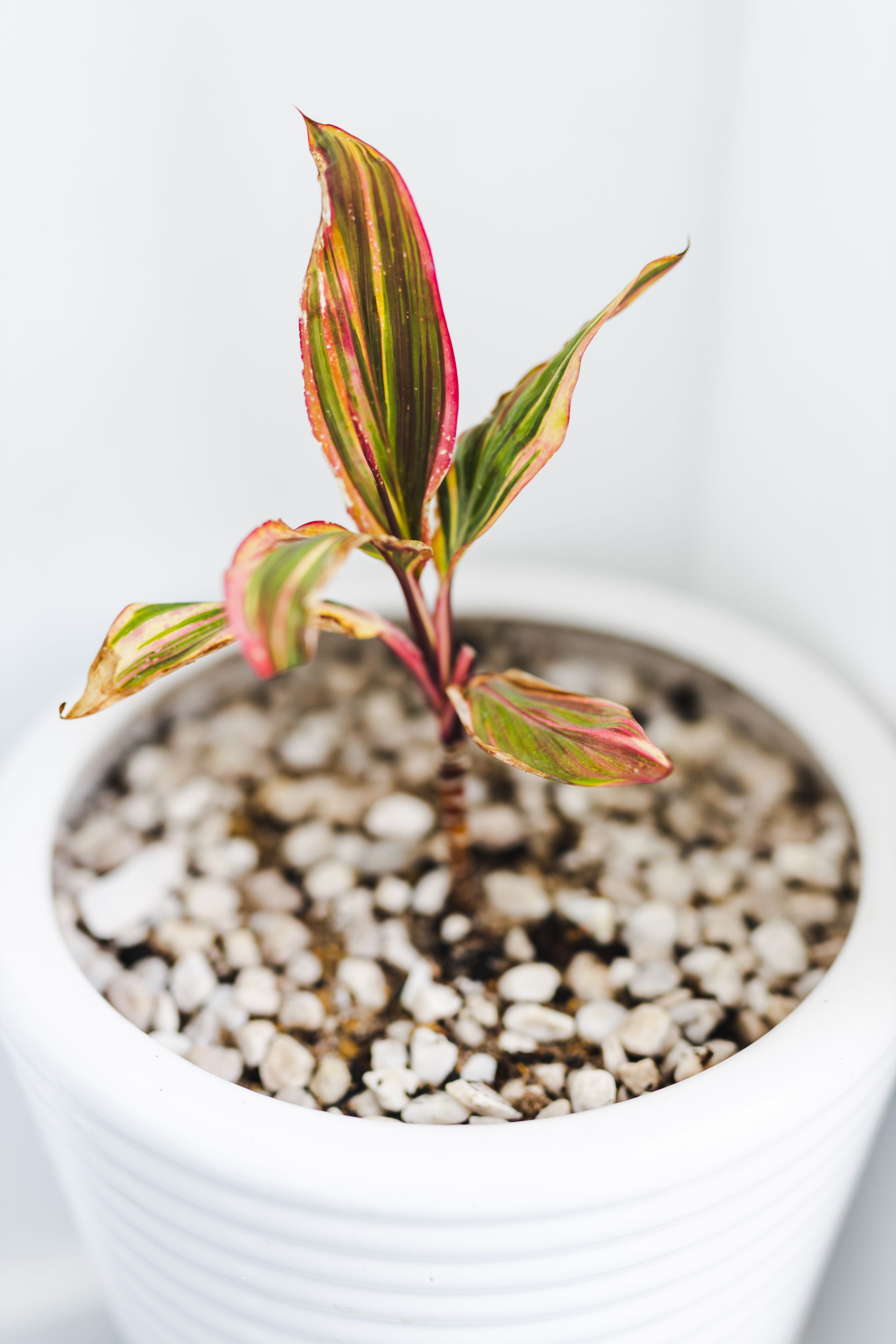 înmulțire cordyline fruticosa