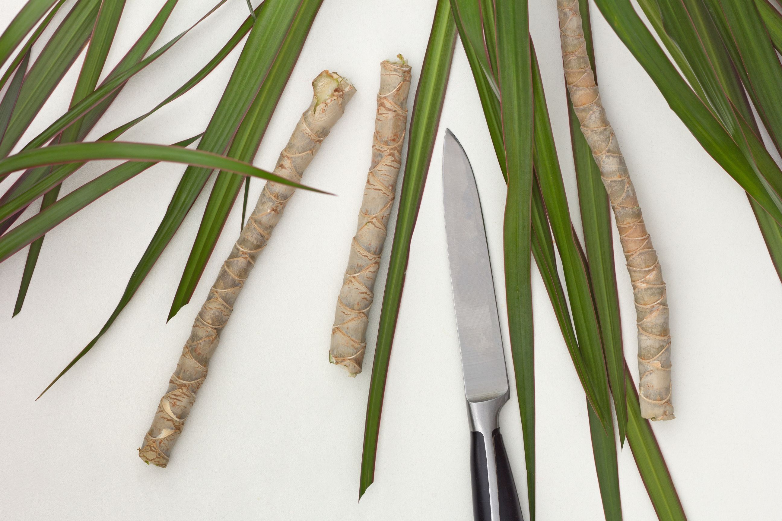 înmulțire dracaena marginata