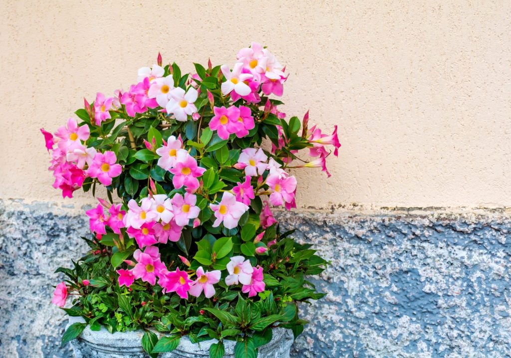 mandevilla