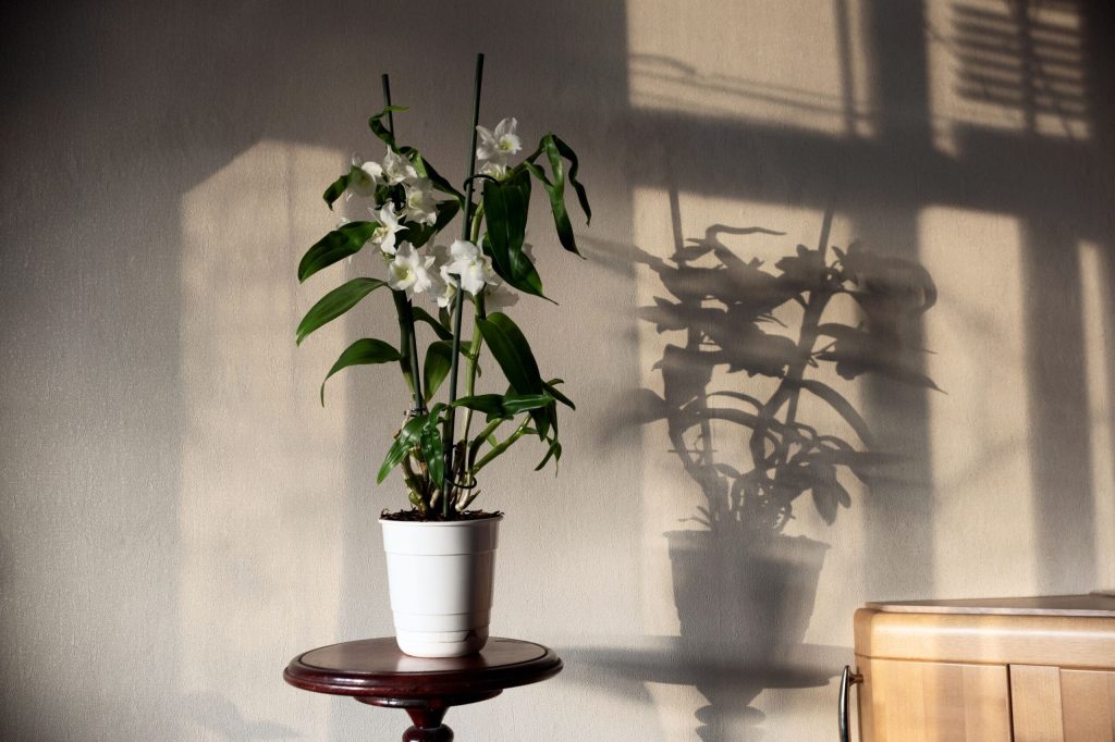 orhidee dendrobium