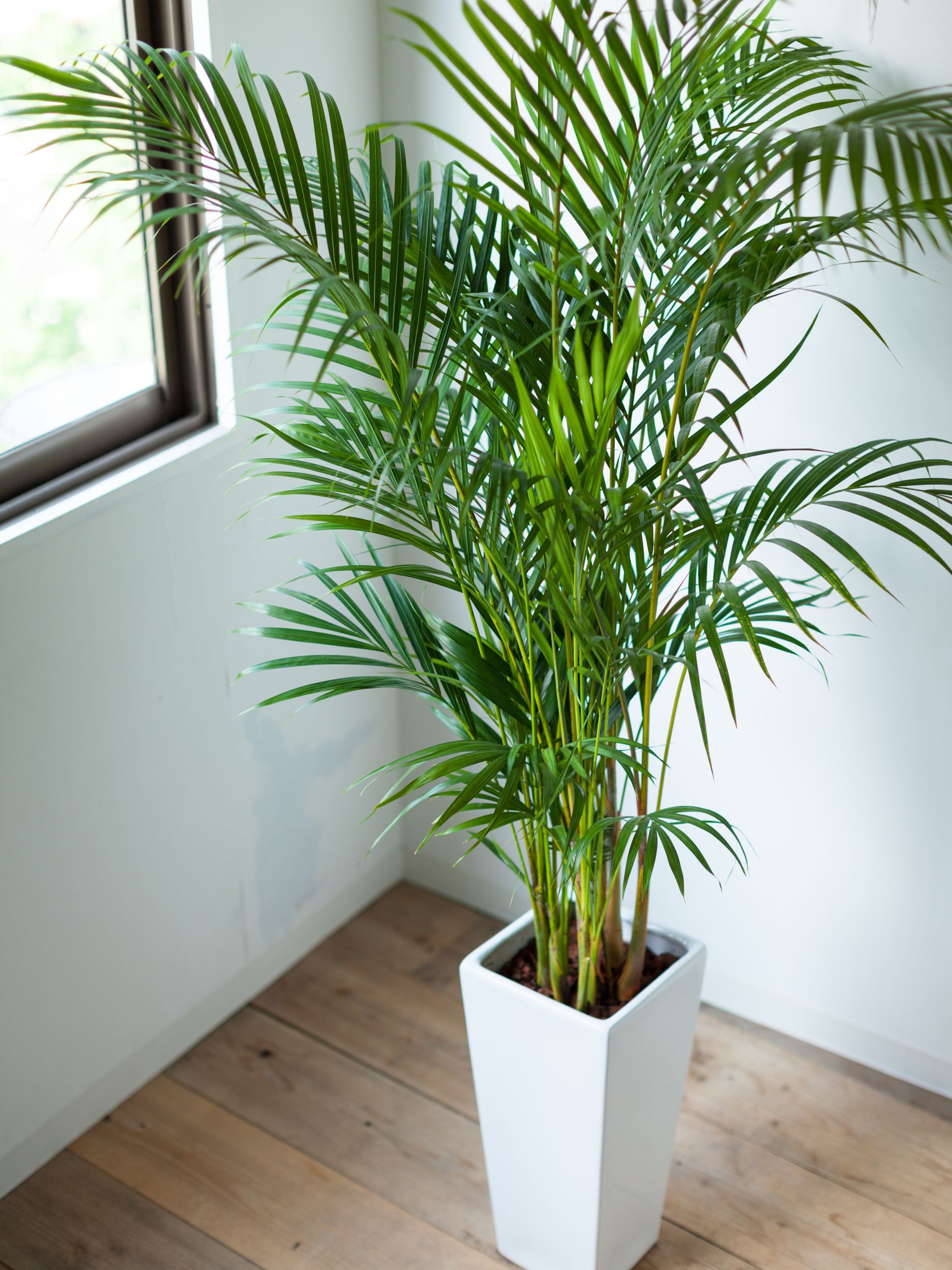 palmier areca inalt