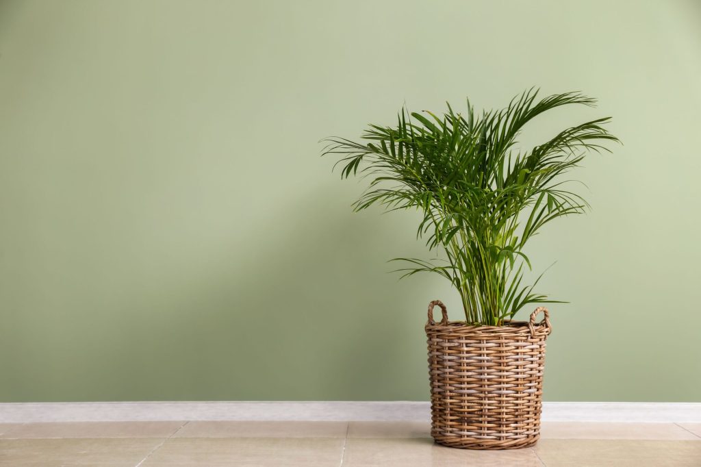 palmier areca