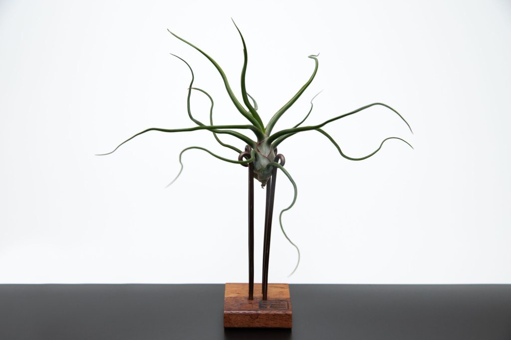 planta de aer bulbosa