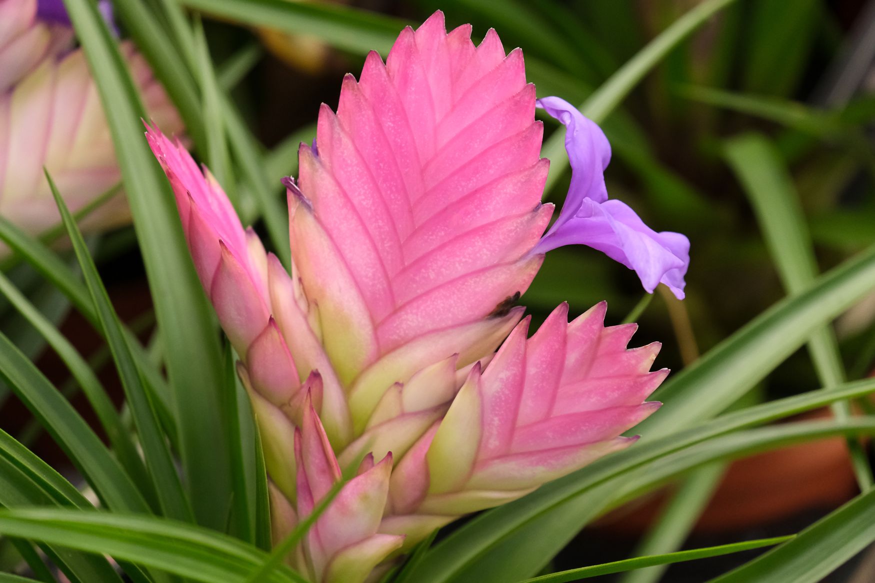 planta aeriana pana roz