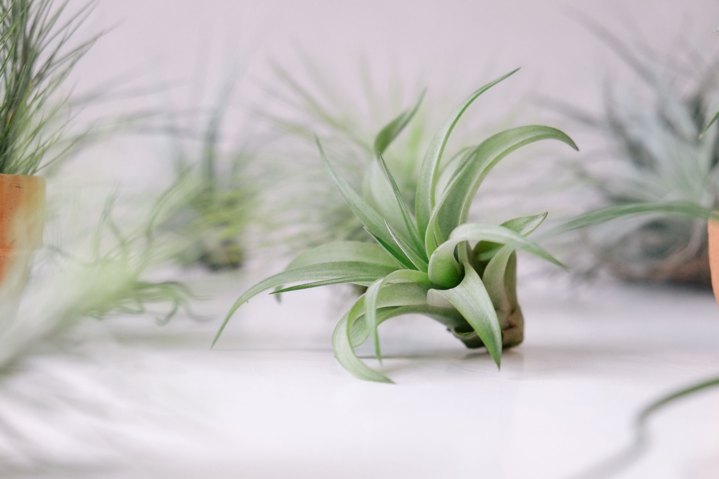 plante aeriene