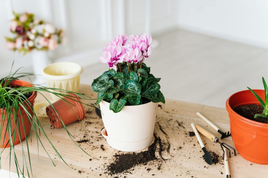 replantare cyclamen