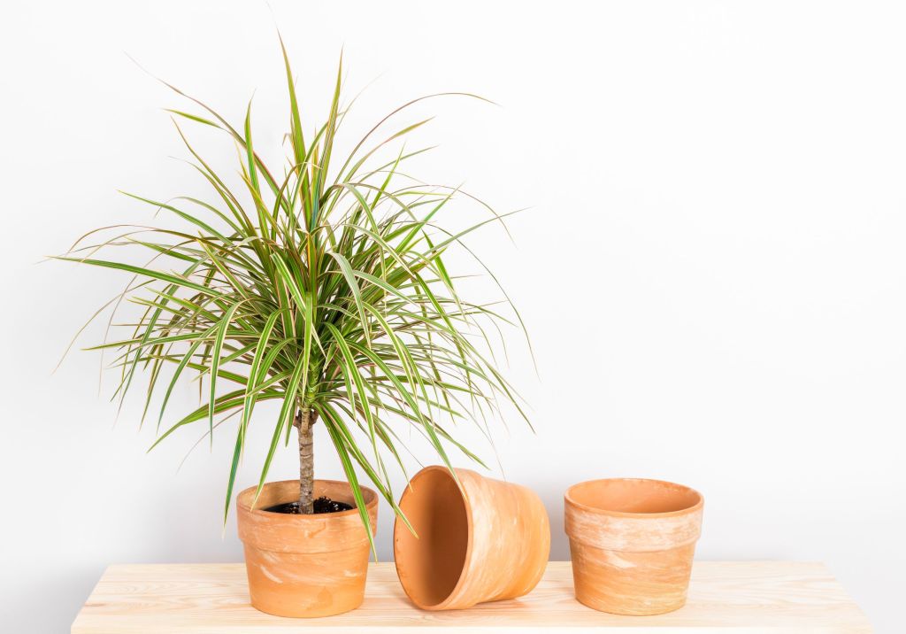 dracena