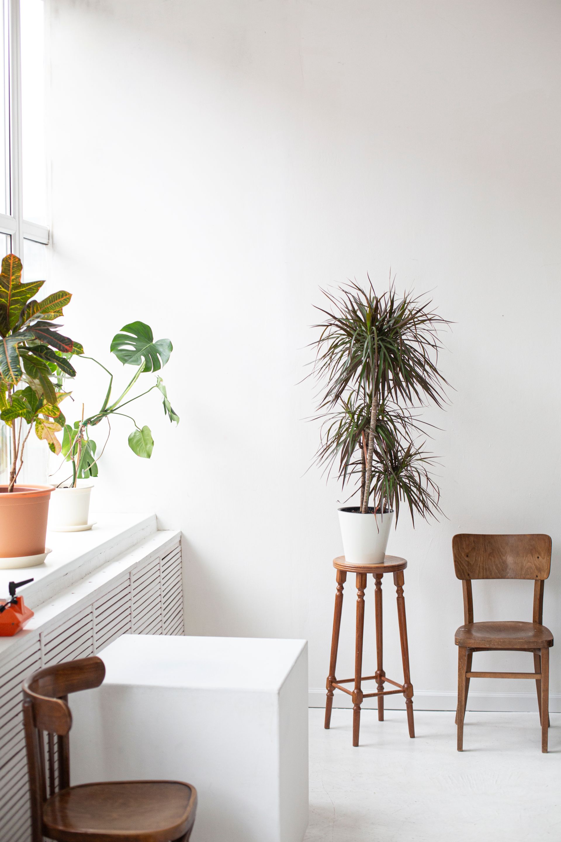 planta dracena